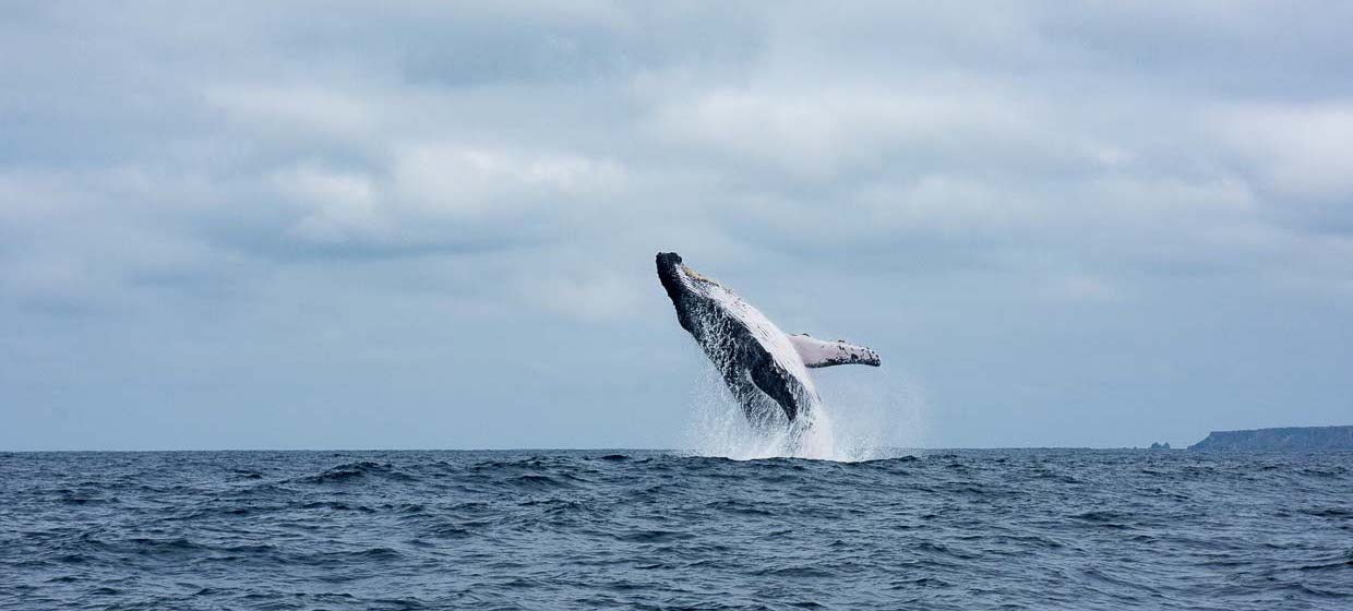 Whale watching in Puerto Lopez