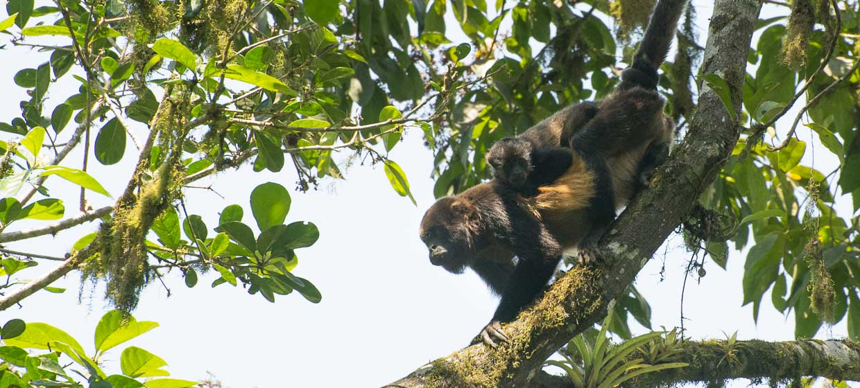 Tropical forest and coastal howler monkeys